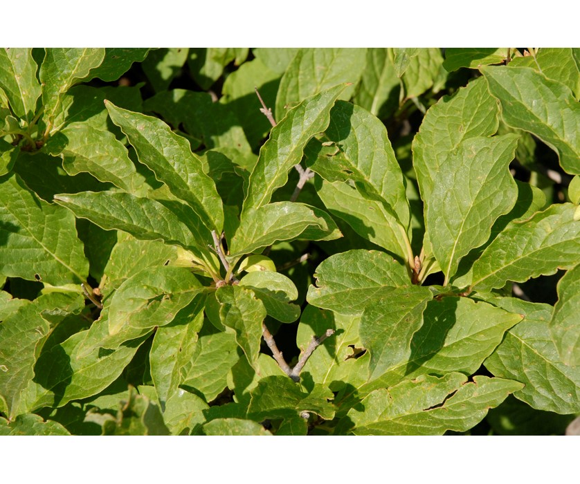 Miss Kim Dwarf Lilac
